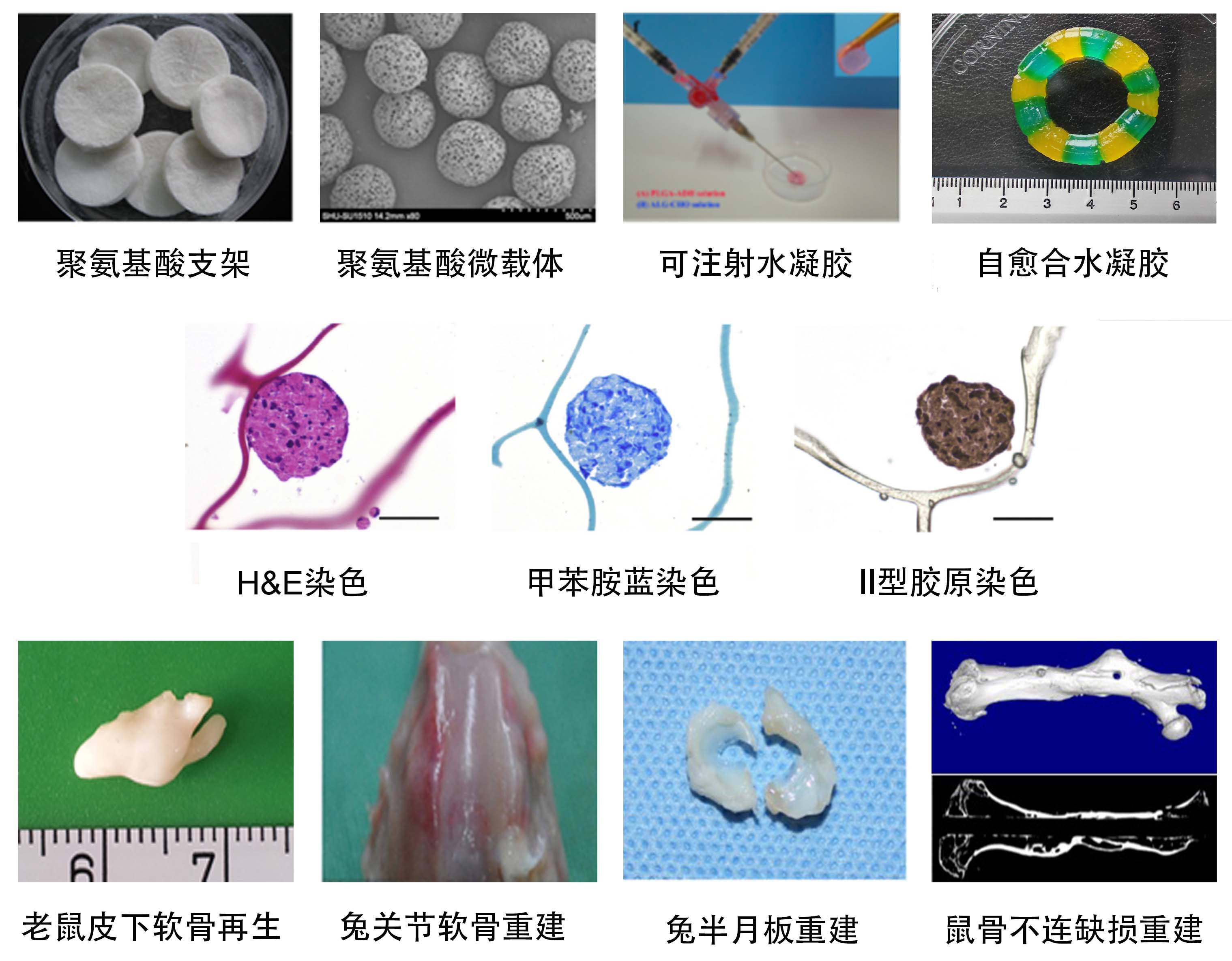 研究方向 -生物医用及环境友好高分子材料实验室